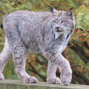 Canadian Lynx (Timmy) / Hamerton / 23-10-24