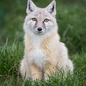 Corsac Fox - winter pelt / Hamerton / 23-10-24