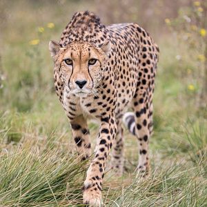 Cheetah (Gaia) / Hamerton / 23-10-24
