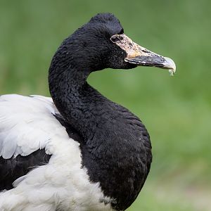 Magpie Goose / Hamerton / 23-10-24