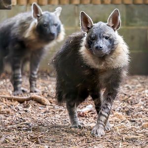 Brown Hyena 'pups' / Hamerton 7-11-24