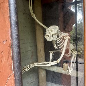 George (Bornean Orangutan)