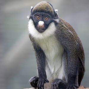 Lesser spot-nosed Guenon / Hamerton / 24-9-24