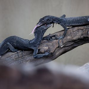 Black Tree Monitors / Hamerton / 24-9-24