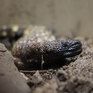 Rio Fuerte Beaded Lizard / Hamerton / 24-9-24