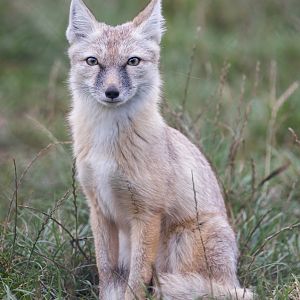 Corsac Fox / Hamerton / 24-9-24