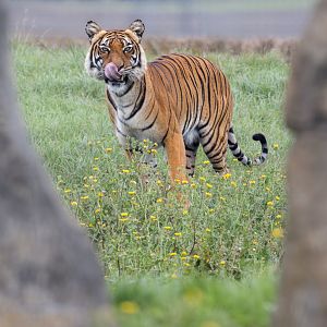 Malayan Tiger (Sahaja) / Hamerton / 24-9-24
