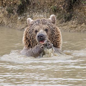 Syrian Brown Bear (Newton)  / Hamerton / 24-9-24