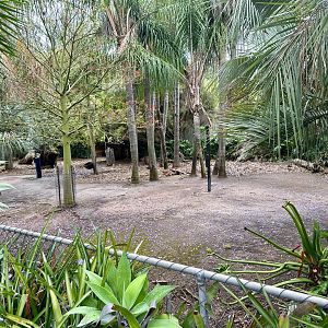 First Brazilian Tapir/Patagonian Mara Exhibit