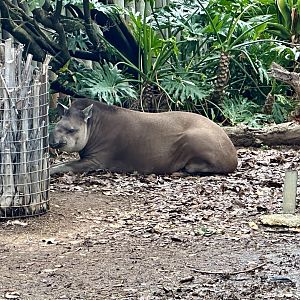 Chiquita (Brazilian Tapir)