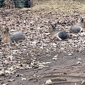 Patagonian mara (Dolichotis patagonum)