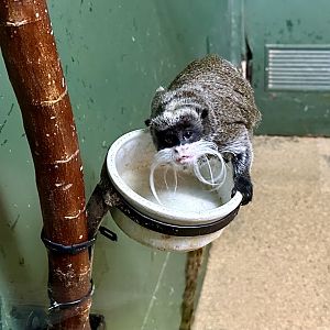Emperor tamarin (Saguinus imperator)
