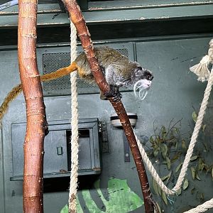 Emperor tamarin (Saguinus imperator)