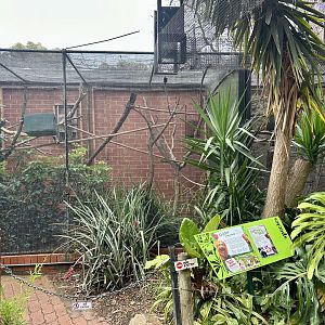 Golden Lion Tamarin Exhibit