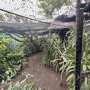 Black-breasted Buzzard Aviary