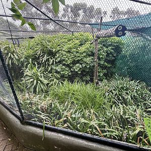 Black-breasted Buzzard Aviary