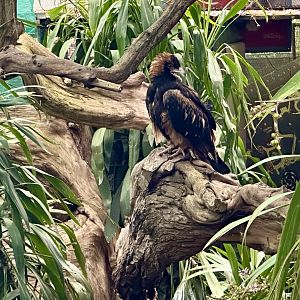 Black-breasted buzzard (Hamirostra melanosternon)