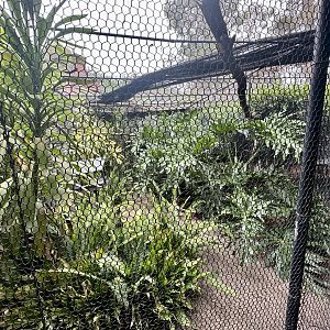 Sacred Kingfisher Aviary