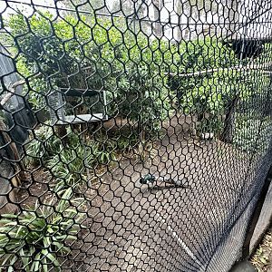 Lady Amherst’s Pheasant Aviary