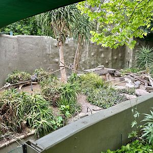 Ring-tailed Lemur Exhibit