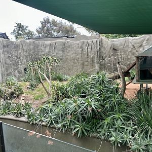 Ring-tailed Lemur Exhibit