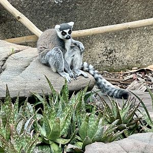 Ring-tailed lemur