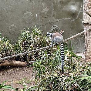 Ring-tailed lemur (Lemur catta)
