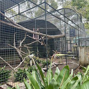 Black and White Colobus Exhibit
