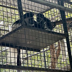 Black and white colobus (Colobus guereza)