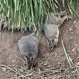Tammar wallaby (Notamacropus eugenii)