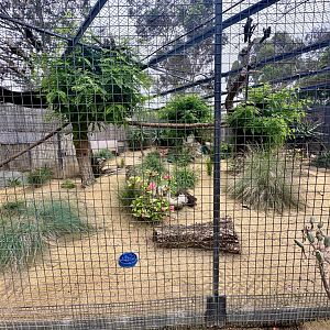 Serval Exhibit