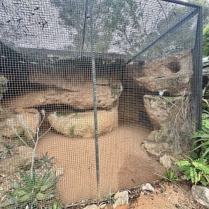 Fennec Fox Exhibit