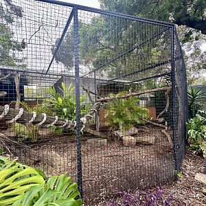 Brown-nosed Coati Exhibit