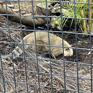 Brown-nosed coati (Nasua nasua)