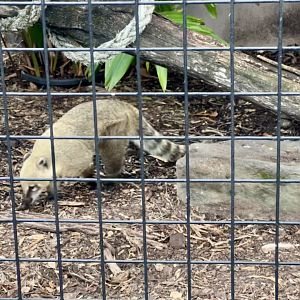 Brown-nosed coati (Nasua nasua)