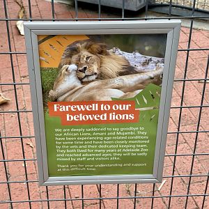 African Lion - Tribute to Amani and Mujambi