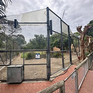 African Lion Exhibit - Outdoor Arena