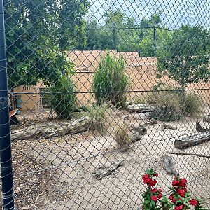 African Lion Exhibit - Outdoor Arena