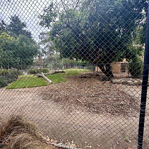 African Lion Exhibit - Outdoor Arena