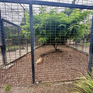 African Lion Exhibit - Cage/Den Block 1