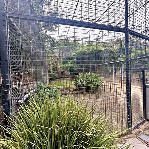 African Lion Exhibit - Cage/Den Block 2