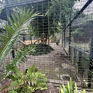 African Lion Exhibit - Cage/Den Block 3