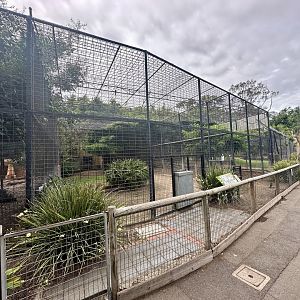 African Lion Exhibit - Cage/Den Block