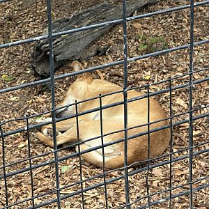 Dingo (Canis familiaris dingo)