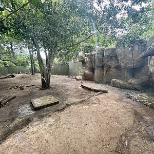 Pygmy Hippopotamus Exhibit