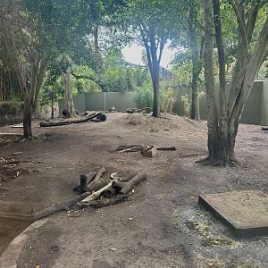 Pygmy Hippopotamus Exhibit