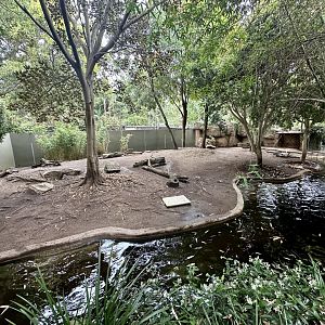 Pygmy Hippopotamus Exhibit