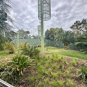 Sumatran Orangutan Exhibit