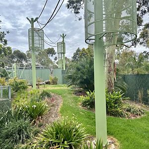 Sumatran Orangutan Exhibit
