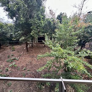 First Sumatran Tiger Exhibit